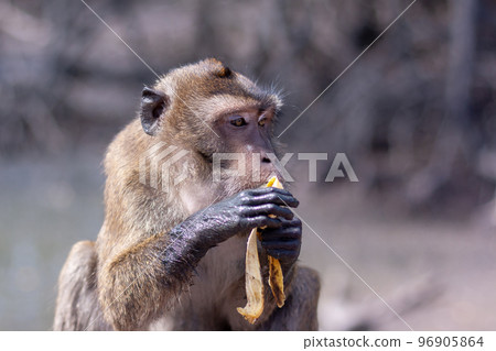 Funny macaque monkey with dirty paws eats banana. Selective focus, blurred background. Front view. Horizontal. Funny macaque monkey with dirty paws eats banana. Selective focus, blurred background. Front view. Horizontal. 96905864