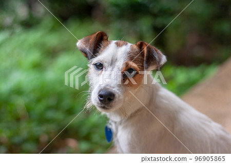 Jack Russell breed dog looks up directly into camera with blurred grass on background. Mouth is closed. Shallow depth of field. Horizontal. 96905865