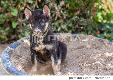 Black and white puppy sits in bucket of wet sand. Nose in sand. Shallow depth of field. Horizontal. 96905866