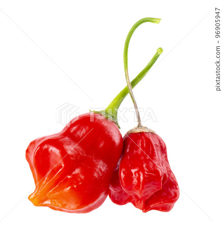 Ripe red chili peppers isolated on a white background. Capsicum baccatum or Bishop's crown pepper. 96905947