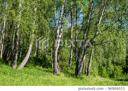 Picturesque summer landscape with birches growing on the edge of a grove on a gentle slope Picturesque summer landscape with birches growing on the edge of a grove on a gentle slope 96906015