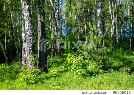 Colorful birch grove with bright green undergrowth, summer July landscape 96906016