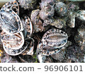 Abalone and turban shell 96906101