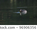 coot eating kuromo 96906356