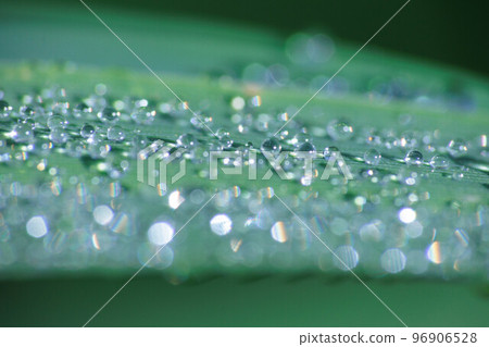 被晨露打濕的葉子上的水滴 被晨露打濕的葉子上的水滴 96906528