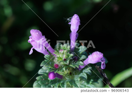 Water droplets on a flower wet with morning dew 96906543