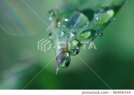 Water droplets on leaves wet with morning dew 96906544