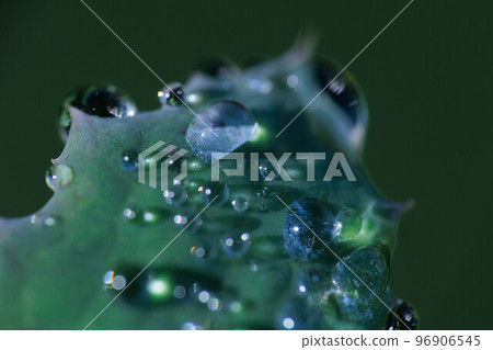 Water droplets on leaves wet with morning dew 96906545