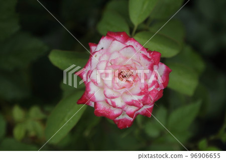 Arao City Ominous Citizen Flower Bed Rose Flower, 96906655