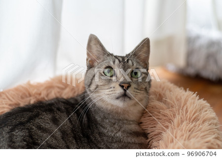 The staring cat, the Sabatra cat 96906704