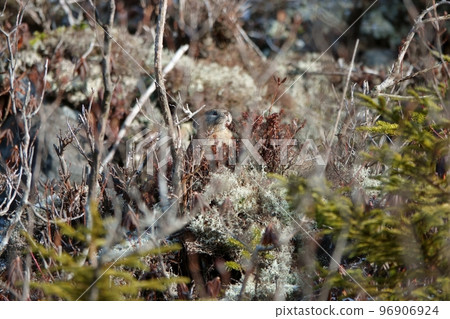 從深秋到初冬的鼠兔 從深秋到初冬的鼠兔 96906924