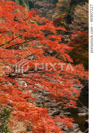 JR Meishin Line and autumn leaves 96907227