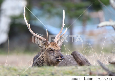 A male deer sitting and ruminating after eating A male deer sitting and ruminating after eating 96907543