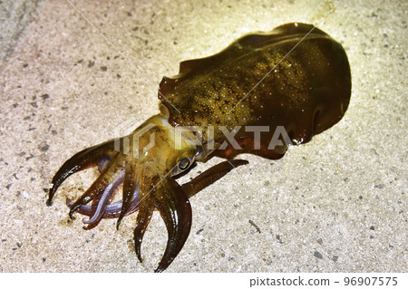 大鰭礁魷魚在夜間產卵 大鰭礁魷魚在夜間產卵 96907575