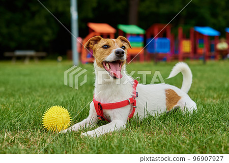 Cute dog walking at green grass, playing with toy ball 96907927