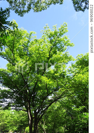 Fresh green zelkova trees in the park 96908022