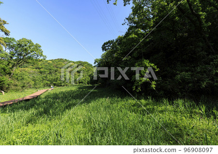 Fresh green dazzling wetlands Fresh green dazzling wetlands 96908097