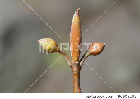 黑毛路的葉痕和冬芽 96908192