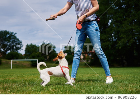 Owner walking dog at green field 96908226