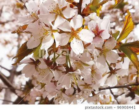 Cherry tree in full bloom  96908441