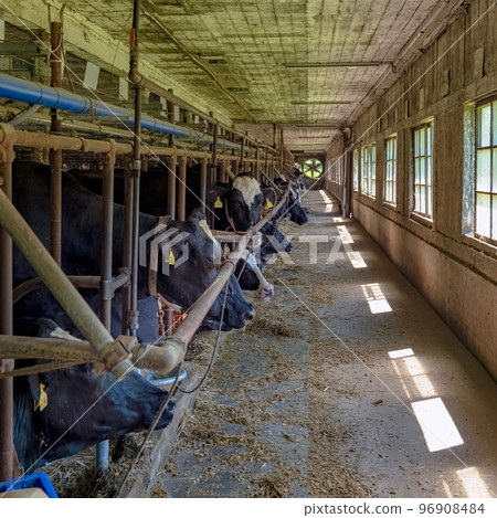 Iwate Koiwai Farm Dairy cows in the barn 96908484