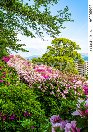以阿蘇山脈和城市景觀為背景的神社杜鵑花“日吉神社”熊本縣菊池郡大津町 以阿蘇山脈和城市景觀為背景的神社杜鵑花“日吉神社”熊本縣菊池郡大津町 96908942