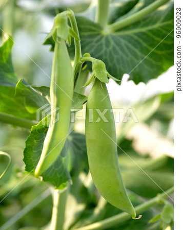 豌豆的栽培 豌豆的栽培 96909028