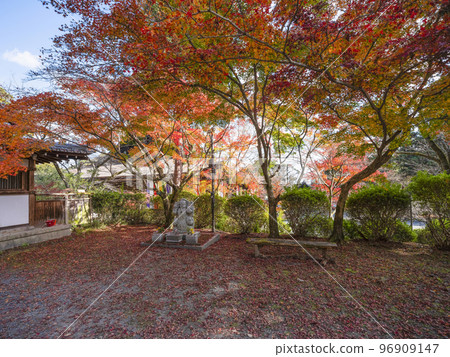 天台寺宗主寺 Miidera(Onjoji)石佛和秋葉 天台寺宗主寺 Miidera(Onjoji)石佛和秋葉 96909147