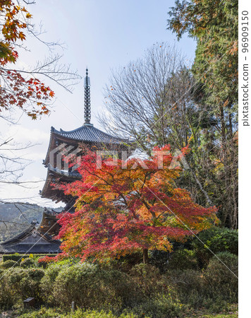 Mii-dera (Onjo-ji Temple) three-storied pagoda and autumn leaves Mii-dera (Onjo-ji Temple) three-storied pagoda and autumn leaves 96909150