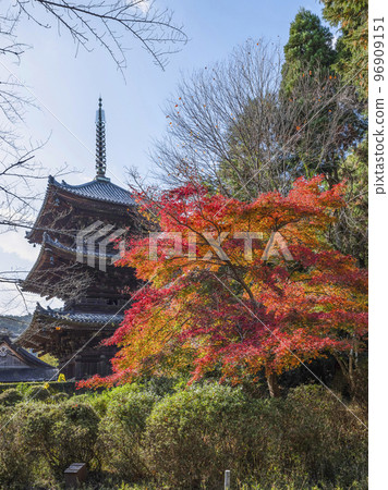 Mii-dera (Onjo-ji Temple) three-storied pagoda and autumn leaves Mii-dera (Onjo-ji Temple) three-storied pagoda and autumn leaves 96909151