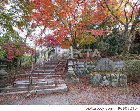 Autumn leaves in the precincts of Miidera (Onjoji), the head temple of the Tendaiji Mon sect 96909289