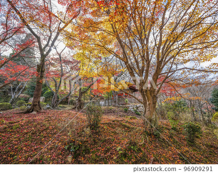 天台寺文宗總本山三井寺院內的紅葉 天台寺文宗總本山三井寺院內的紅葉 96909291