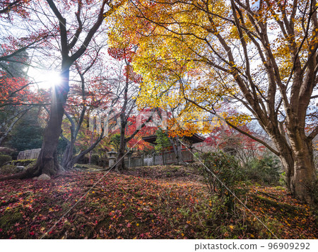 天台寺文宗總本山三井寺院內的紅葉 天台寺文宗總本山三井寺院內的紅葉 96909292