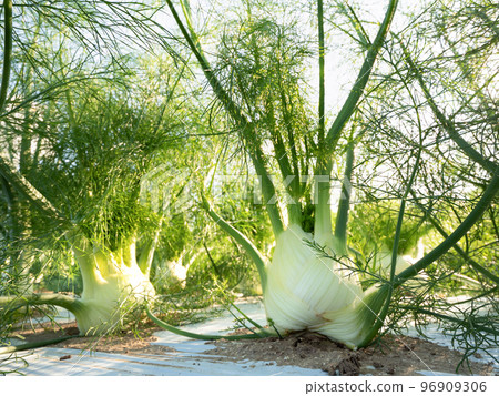 Cultivation of fennel 96909306