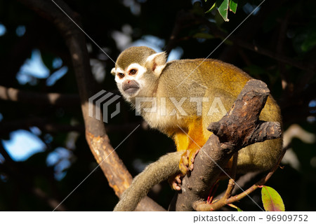 squirrel monkey perched on a tree squirrel monkey perched on a tree 96909752