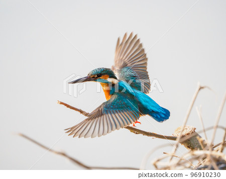 翠鳥的飛行 翠鳥的飛行 96910230