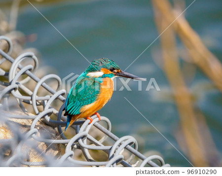 Kingfisher aiming 96910290