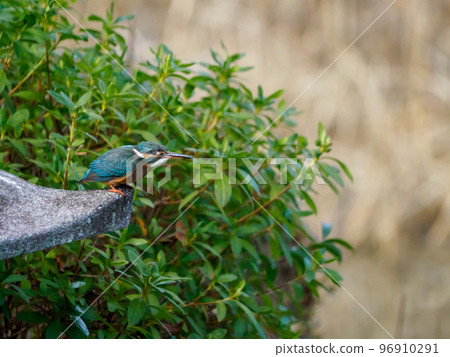 A kingfisher just before it jumps out 96910291