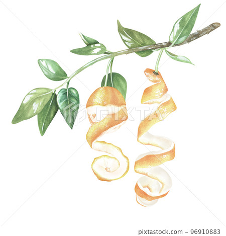 A half-peeled lemon hangs on a branch. Watercolor illustration. Isolated on a white background. For design stickers, nature prints, kitchen accessories, product packaging with citrus 96910883