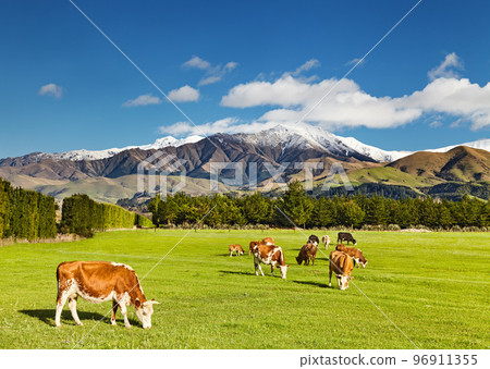 New Zealand landscape New Zealand landscape 96911355