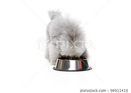 Portrait of grey, furry, purebred poodle posing, eating from bowl isolated over white studio background. Feeding. Concept of domestic animals, care, vet Portrait of grey, furry, purebred poodle posing, eating from bowl isolated over white studio background. Feeding. Concept of domestic animals, care, vet 96911418