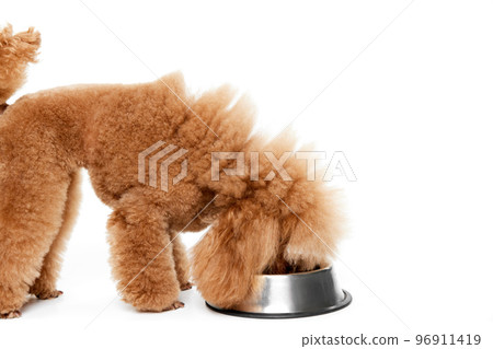 Portrait of cute purebred poodle posing, eating from bowl isolated over white studio background. Concept of domestic animals, care, vet 96911419