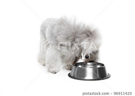 Portrait of grey, furry, purebred poodle posing, eating from bowl isolated over white studio background. Concept of domestic animals, care, vet Portrait of grey, furry, purebred poodle posing, eating from bowl isolated over white studio background. Concept of domestic animals, care, vet 96911420