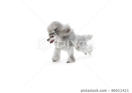 Portrait of cute, grey, purebred poodle posing, running isolated over white studio background. Concept of domestic animals, care, vet Portrait of cute, grey, purebred poodle posing, running isolated over white studio background. Concept of domestic animals, care, vet 96911421