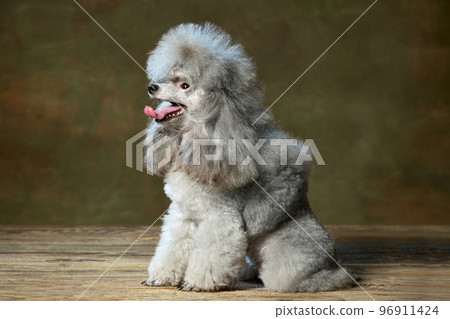Portrait of adorable purebred poodle posing with tongue sticking out isolated over vintage green studio background. Side view. Concept of domestic animals, care, vet Portrait of adorable purebred poodle posing with tongue sticking out isolated over vintage green studio background. Side view. Concept of domestic animals, care, vet 96911424