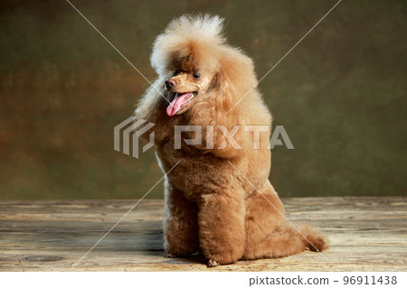 Portrait of adorable purebred poodle posing, calmly sitting with tongue sticking out isolated over vintage green studio background. Concept of domestic animals, care, vet Portrait of adorable purebred poodle posing, calmly sitting with tongue sticking out isolated over vintage green studio background. Concept of domestic animals, care, vet 96911438