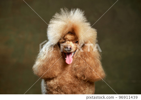 Portrait of adorable purebred poodle posing with tongue sticking out isolated over vintage green studio background. Concept of domestic animals, care, vet Portrait of adorable purebred poodle posing with tongue sticking out isolated over vintage green studio background. Concept of domestic animals, care, vet 96911439