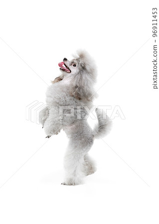Portrait of cute purebred poodle posing, standing on hind legs isolated over white studio background. Concept of domestic animals, care, vet 96911453