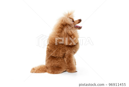 Portrait of cute purebred poodle posing, calmly sitting and looking isolated over white studio background. Concept of domestic animals, care, vet 96911455