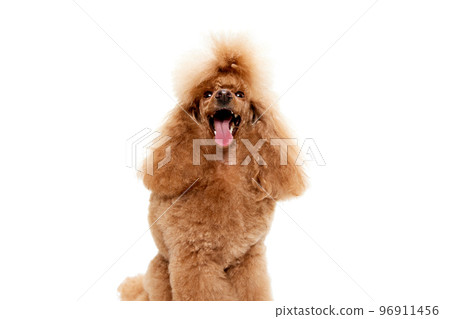 Portrait of cute purebred poodle posing, breathing with open mouth isolated over white studio background. Concept of domestic animals, care, vet Portrait of cute purebred poodle posing, breathing with open mouth isolated over white studio background. Concept of domestic animals, care, vet 96911456